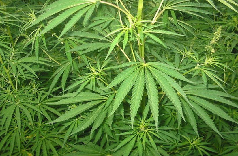 Highway Patrol Seizes Over 7,000 Marijuana Plants In Outstate Missouri