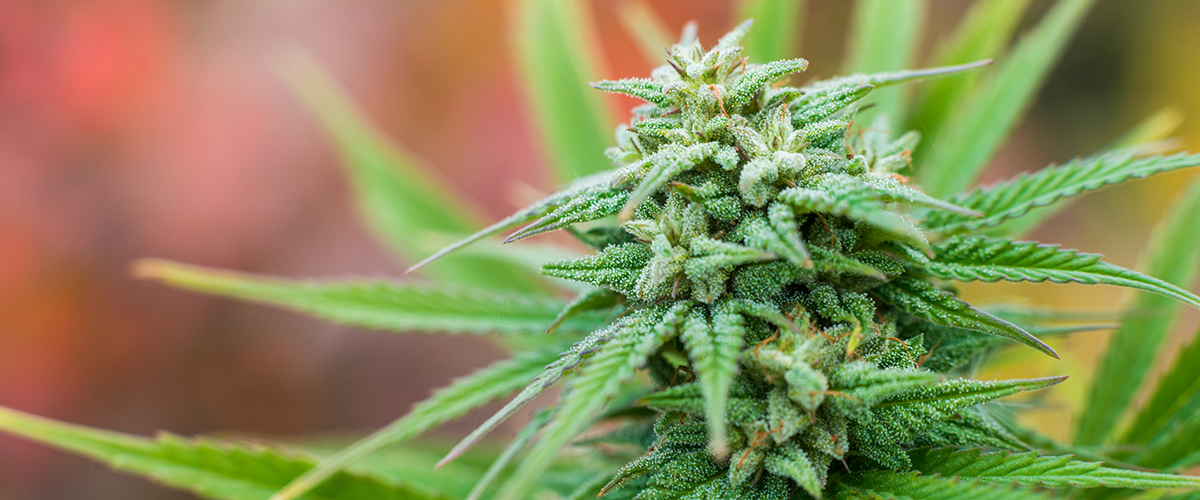 Indica Vs Sativa Hybrid What S The Difference Medical Hybrid What S The Difference