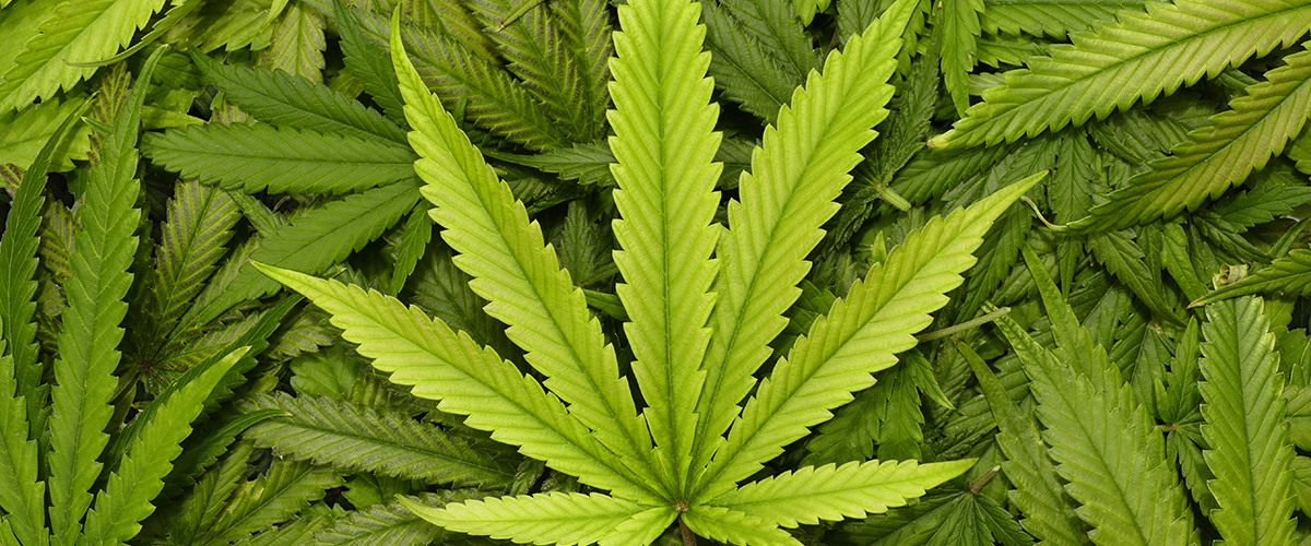 Cannabis Leaf Uses For Cannabis Leaves Medical Marijuana Inc