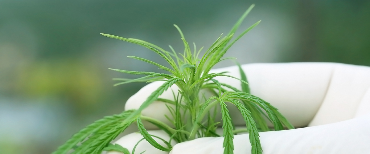 highest quality cbd