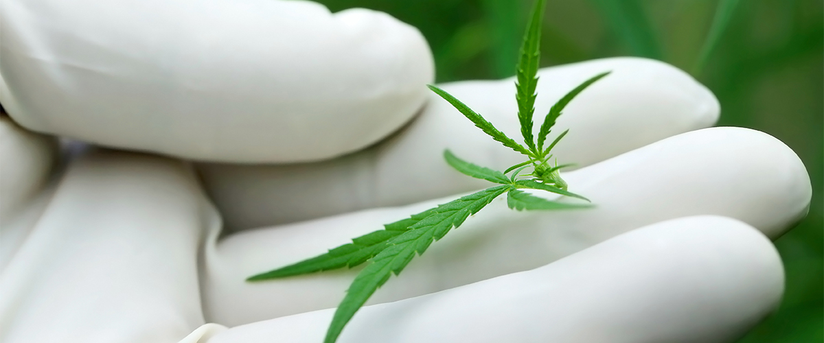 best CBD oil products quality control