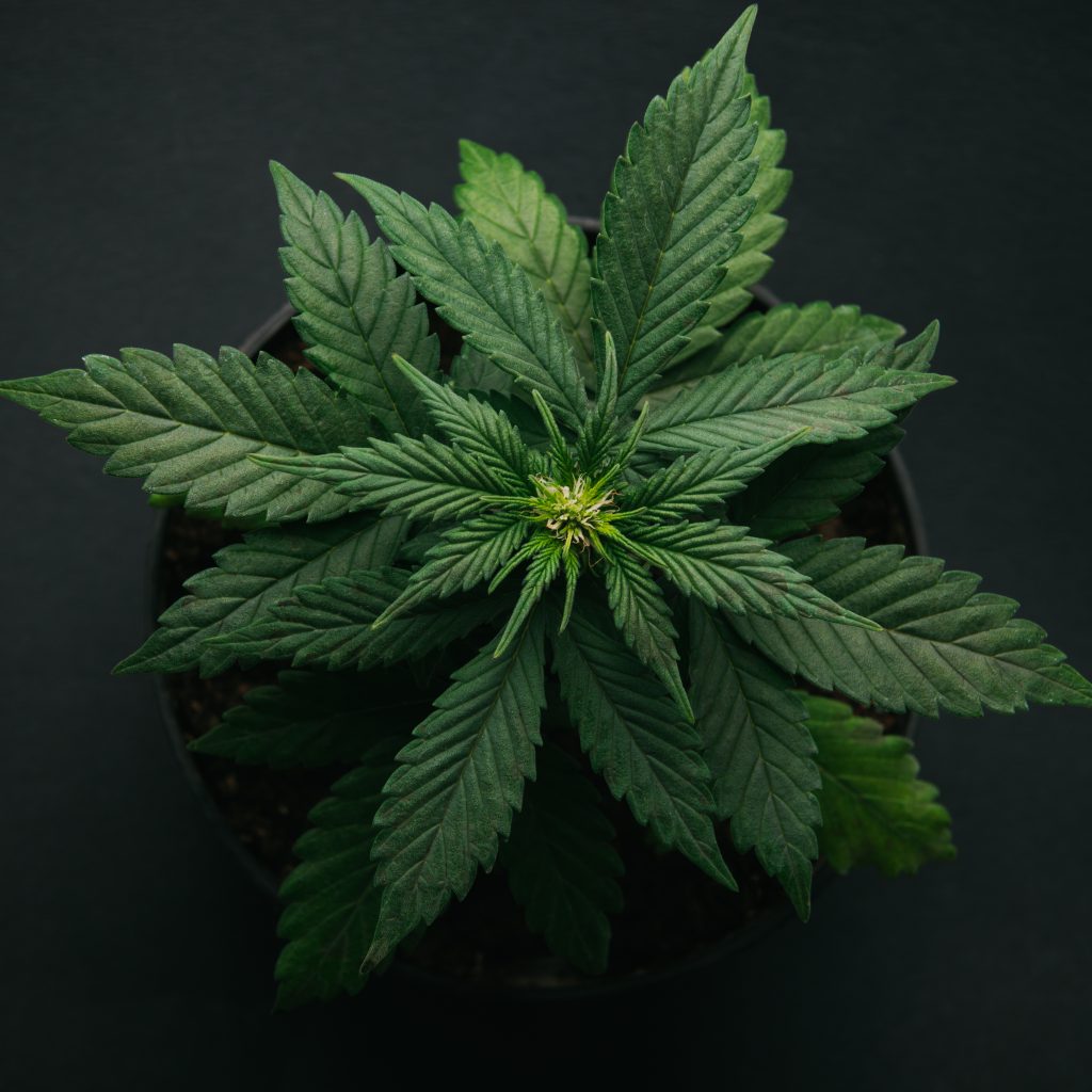 grow cannabis plants