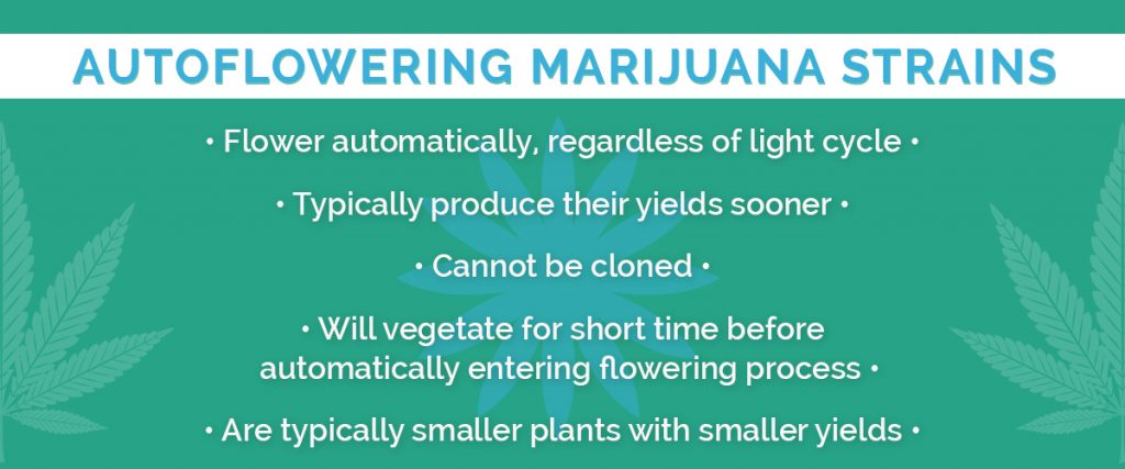what does autoflowering seeds mean