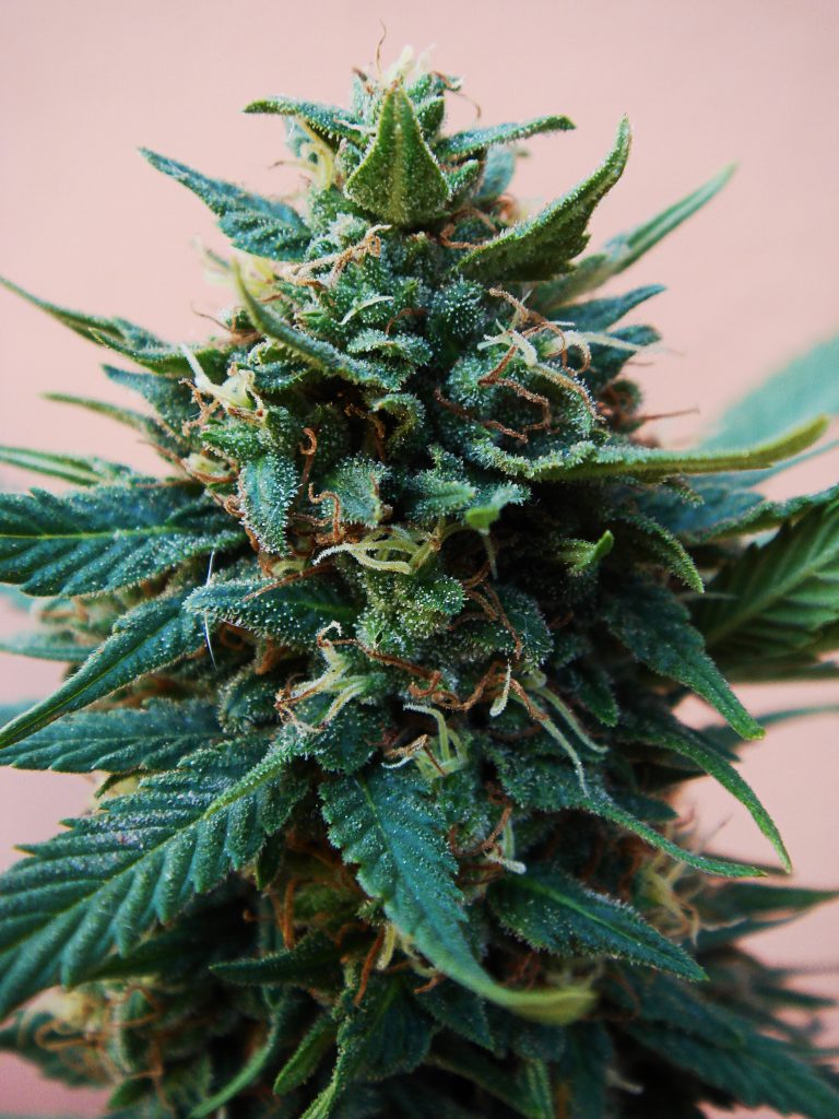 marijuana cultivar