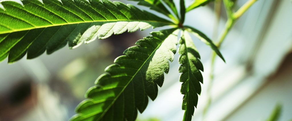 cannabis ruderalis plants