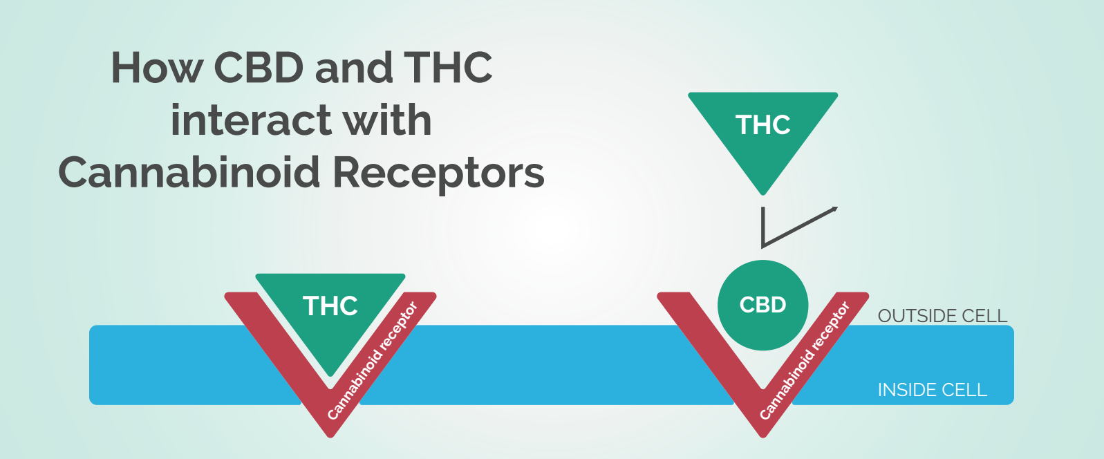 CBD vs THC What is the Difference? Medical Marijuana, Inc.
