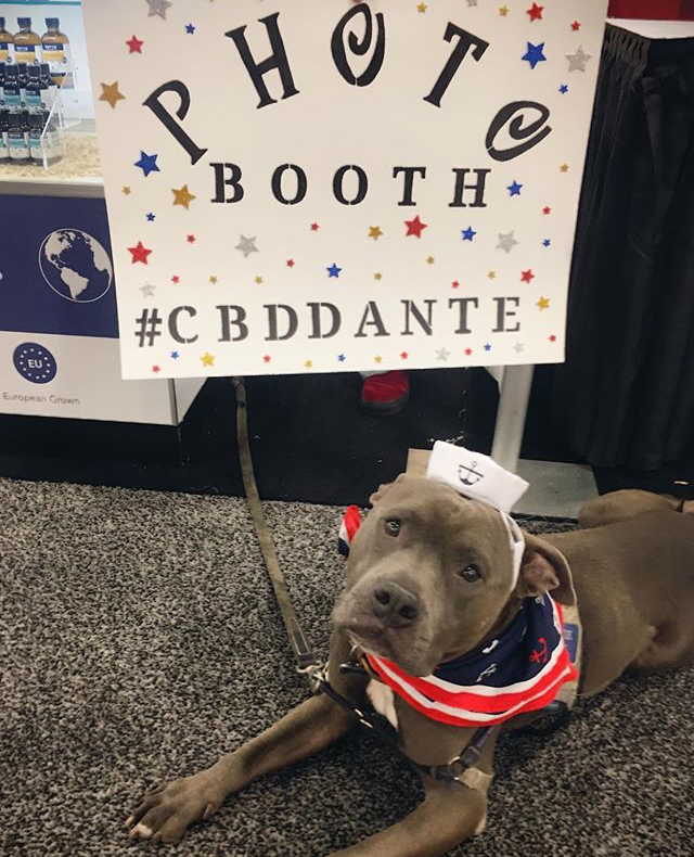  CBD for dogs 