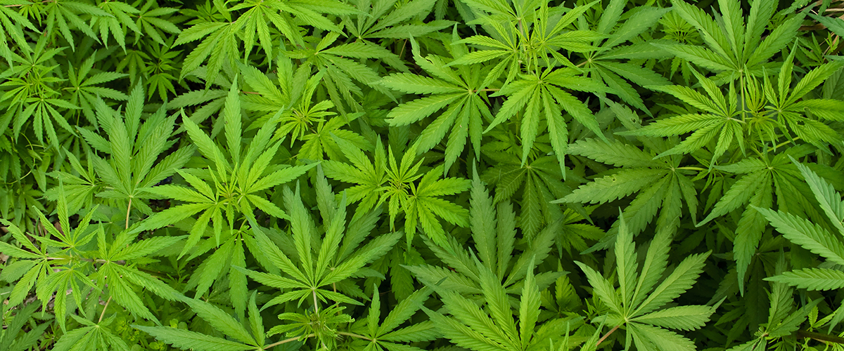 What are Cannabis Flavonoids and What Role Do They Play in Cannabis