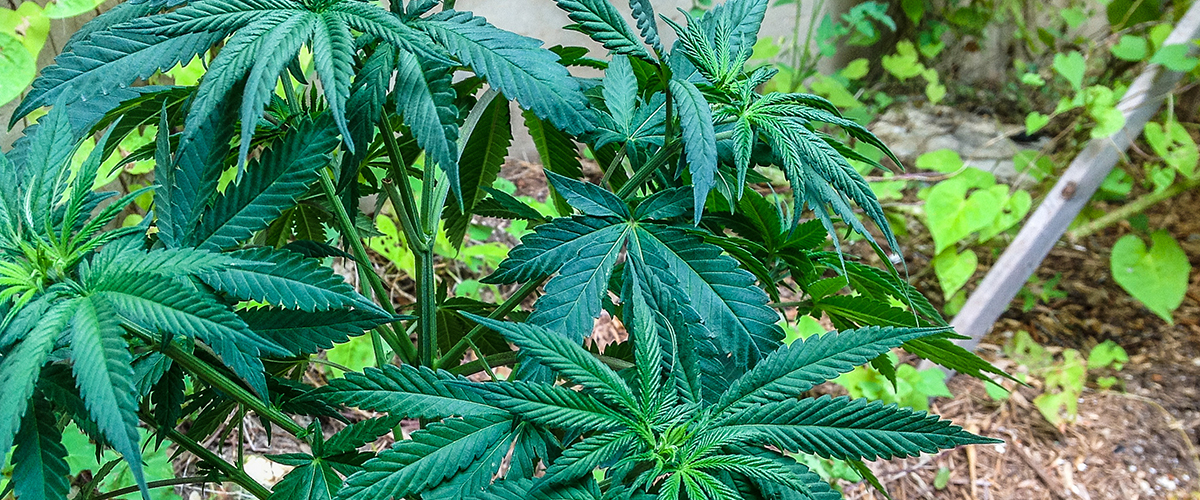 ph for cannabis plants