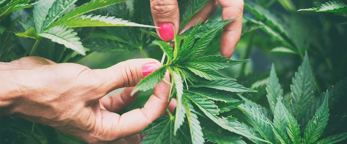 CBD Facts and CBD Hemp Oil Facts - image of marijuana leaf